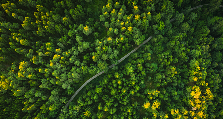 Forest image seen from above
